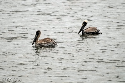 brown_pelican_courtship