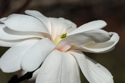 magnolia_madness_12