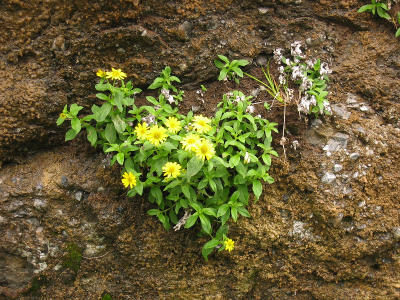 Flowers at Bear Beach