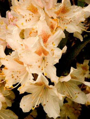 Rhododendron Blossom