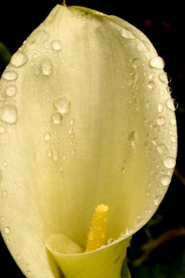Raining On The Lily