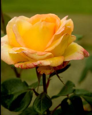 Yellow Rose