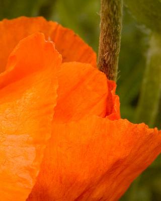 Poppy
