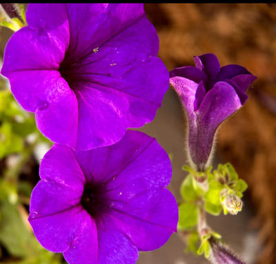 Petunia