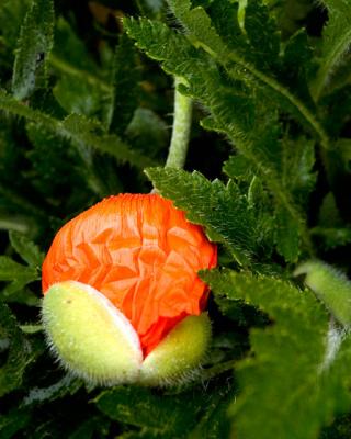 Popping Poppy