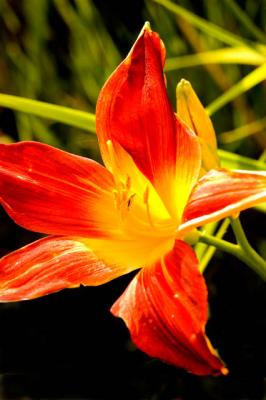 Day Lily