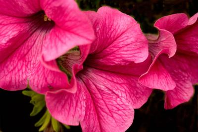 Petunia's