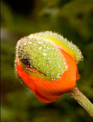 Starting To Bloom