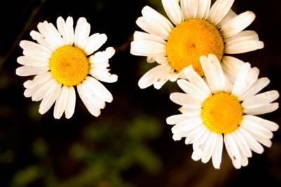Daisy