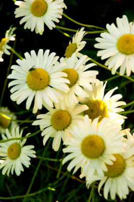 Daisies