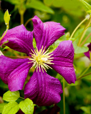 Clematis