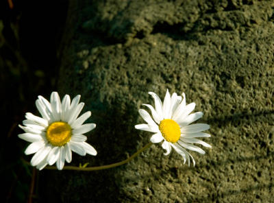Daisies