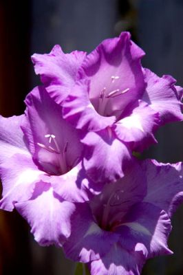 Gladiola