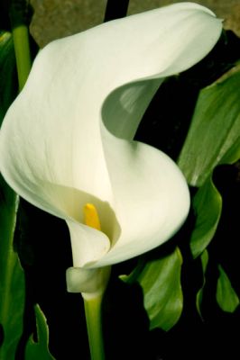 Calla Lily