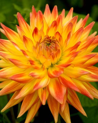 Dahlia