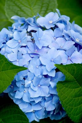 Hydrangea