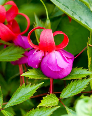 Fushia