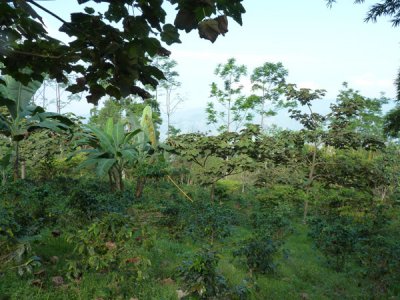 Cerulean Warbler Reserve / RNA Reinita Cielo Azul