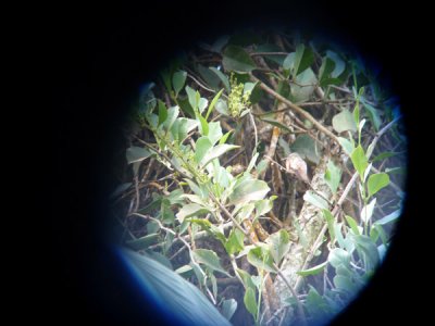 Crap shot of Chestnut-bellied Hummingbird