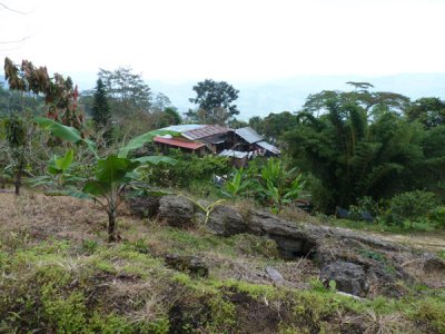 Cerulean Warbler Reserve / RNA Reinita Cielo Azul 5