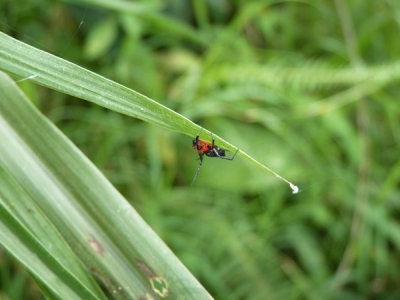 Random insect at Cerulean Warbler Reserve / RNA Reinita Cielo Azul