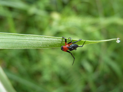 Random insect 3 at Cerulean Warbler Reserve / RNA Reinita Cielo Azul