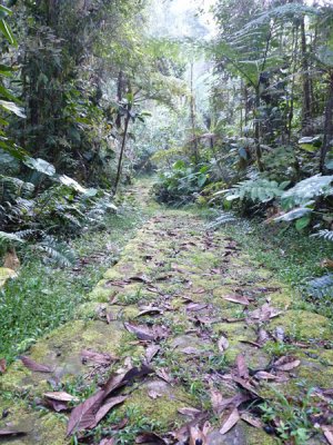 Lengerke Trail 2 Cerulean Warbler Reserve / RNA Reinita Cielo Azul