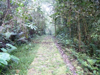 Lengerke Trail 3 Cerulean Warbler Reserve / RNA Reinita Cielo Azul
