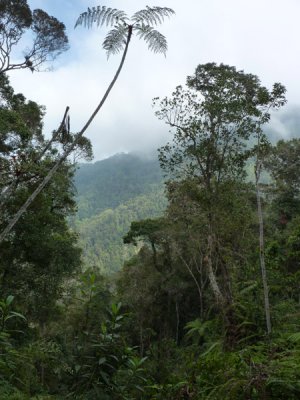 View from ridge 2 at Cerulean Warbler Reserve / RNA Reinita Cielo Azul