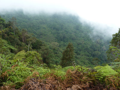 View form end of trail - Cerulean Warbler Reserve / RNA Reinita Cielo Azul