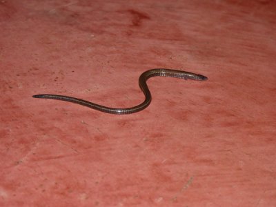 Slow worm type thing at Helmeted Curassow Reserve / RNA Pauxi Pauxi