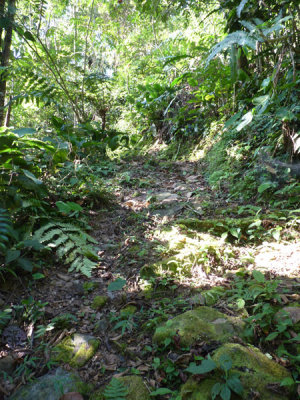 Path through forest - Helmeted Curassow Reserve / RNA Pauxi Pauxi