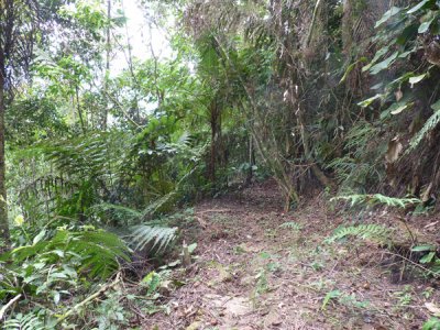 Helmeted Curassow Reserve / RNA Pauxi Pauxi