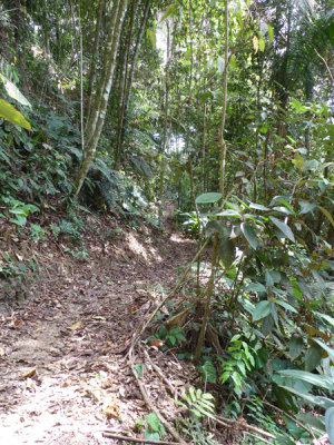 Helmeted Curassow Reserve / RNA Pauxi Pauxi