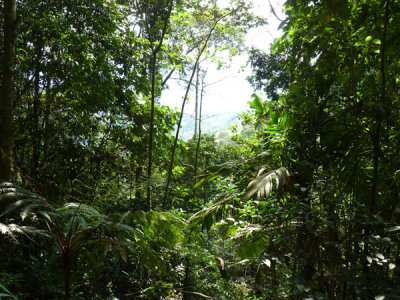 Helmeted Curassow Reserve / RNA Pauxi Pauxi