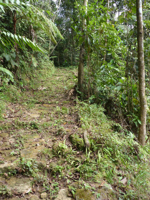 Helmeted Curassow Reserve / RNA Pauxi Pauxi