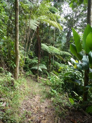 Helmeted Curassow Reserve / RNA Pauxi Pauxi