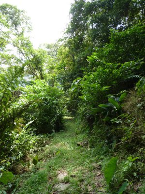 Helmeted Curassow Reserve / RNA Pauxi Pauxi