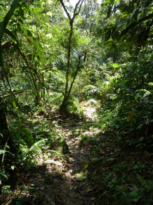 Helmeted Curassow Reserve / RNA Pauxi Pauxi