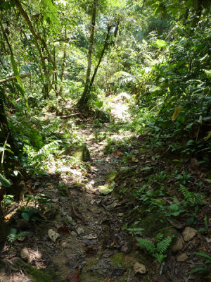 Helmeted Curassow Reserve / RNA Pauxi Pauxi