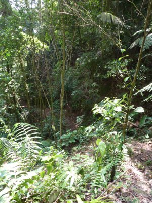 Helmeted Curassow Reserve / RNA Pauxi Pauxi