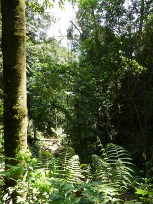 Helmeted Curassow Reserve / RNA Pauxi Pauxi