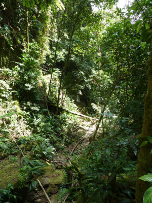 Helmeted Curassow Reserve / RNA Pauxi Pauxi