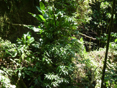 Helmeted Curassow Reserve / RNA Pauxi Pauxi