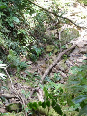 Helmeted Curassow Reserve / RNA Pauxi Pauxi