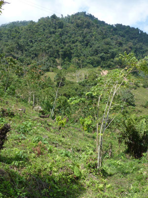 Helmeted Curassow Reserve / RNA Pauxi Pauxi