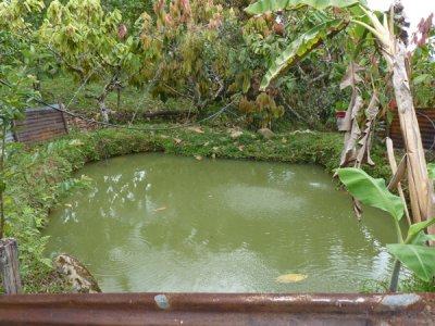 The garden 2 at Helmeted Curassow Reserve / RNA Pauxi Pauxi