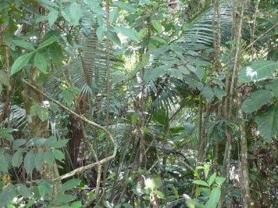 Along Sendero Lomo Patico, Blue-billed Curassow Reserve / RNA El Paujil