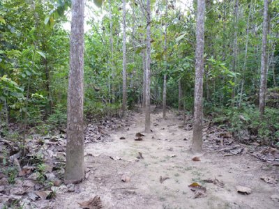 Trail A, Blue-billed Curassow Reserve / RNA El Paujil