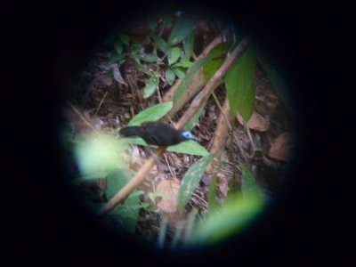 Male Bare-crowned Antbird, Blue-billed Curassow Reserve / RNA El Paujil